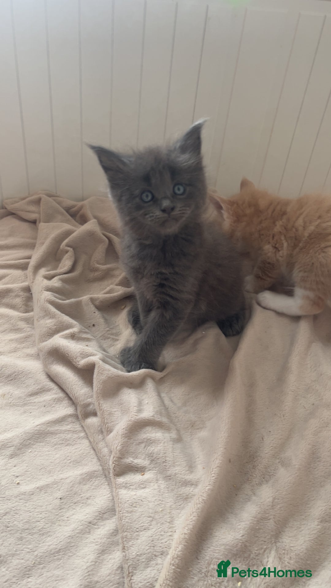 Maine Coon cats for sale: Tica Registered Maine coon kittens (one poly)  - Image 3