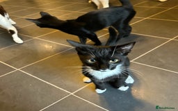 Mixed Breed cats for sale: 3kittens 5months 1male 10months 1 female 10month - Image 3