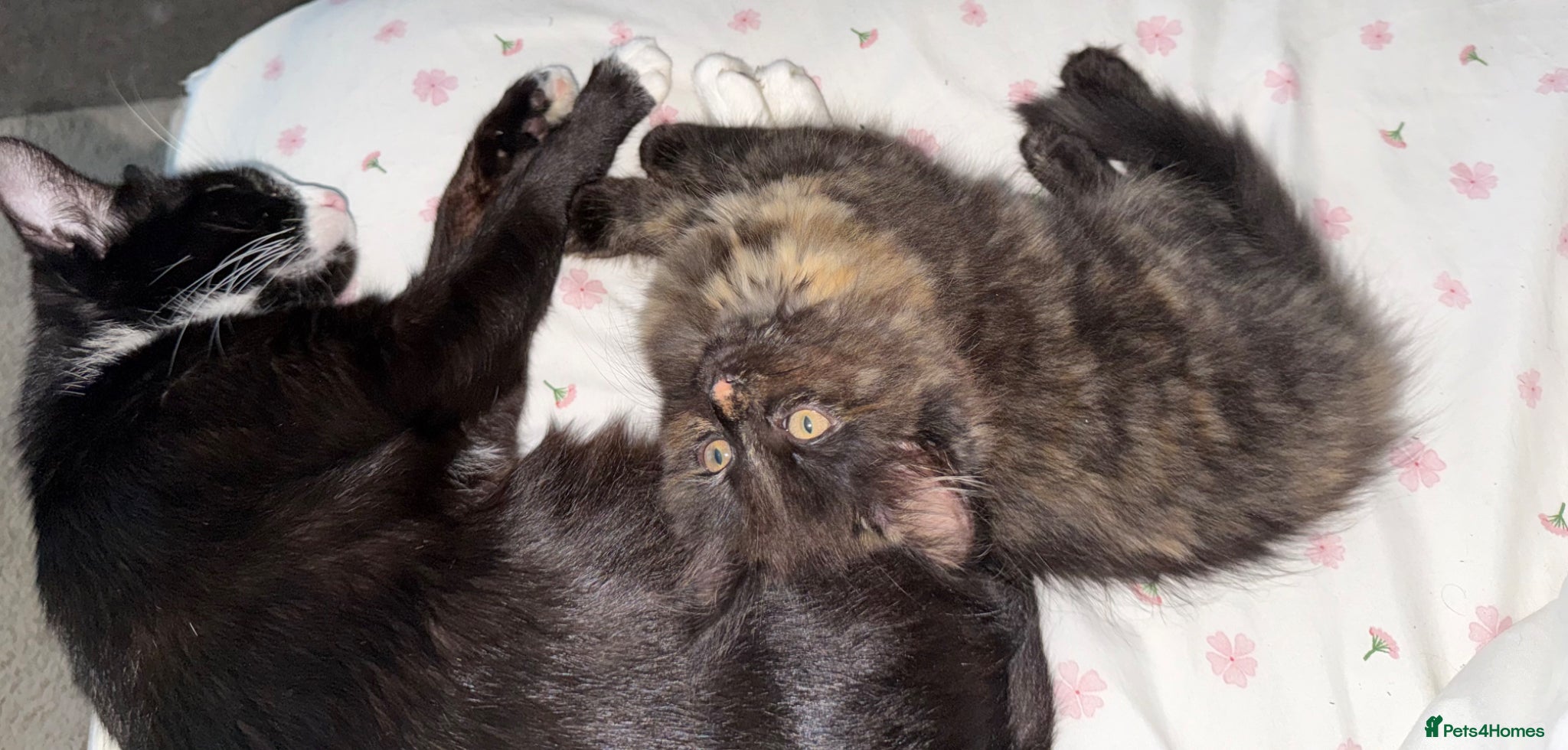 Mixed Breed cats for sale: 2 Kittens for Sale  - Advert 1