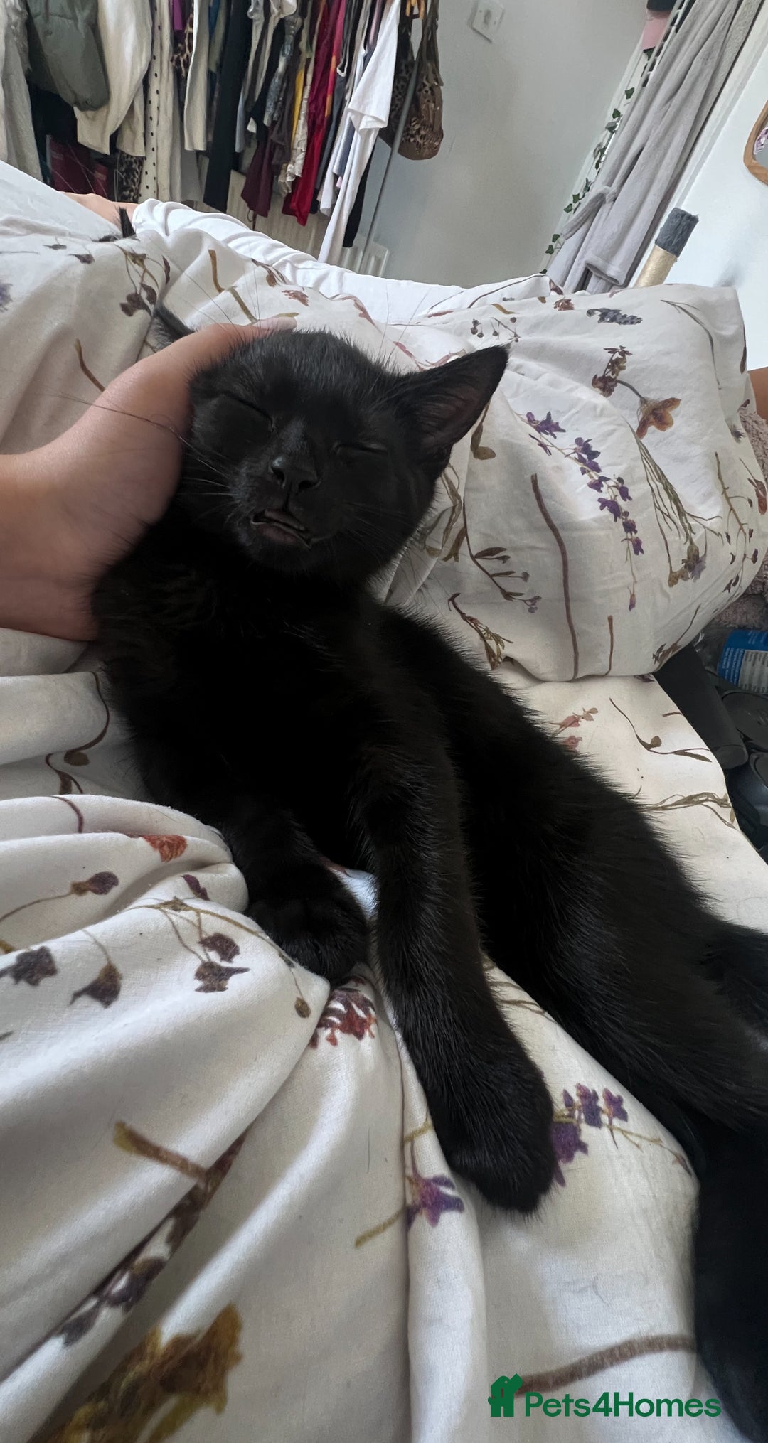 Mixed Breed cats for sale: Two 9 month old kittens - Advert 9