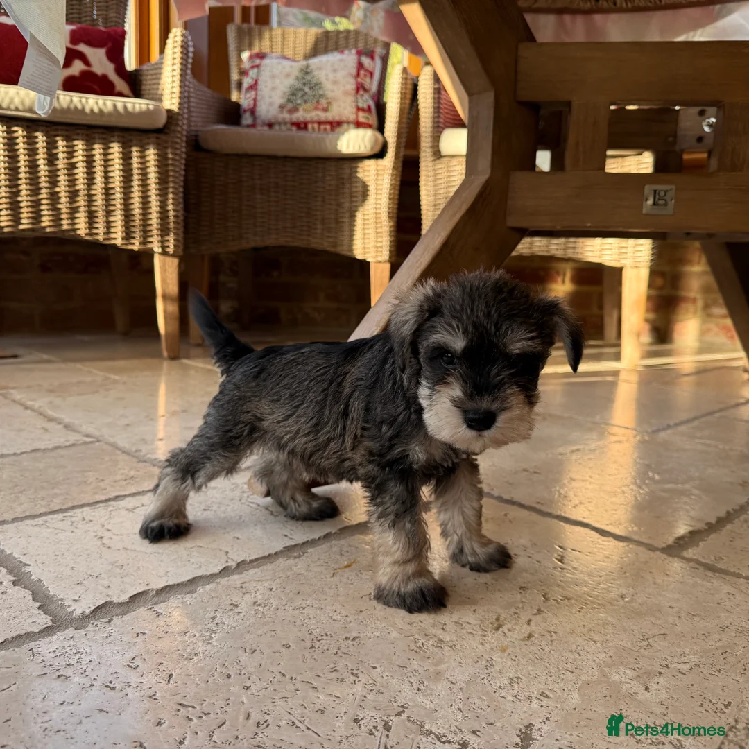 Miniature Schnauzer dogs for sale: 🌟Adorable Miniature Schnauzers Puppys 🌟 - Advert 17
