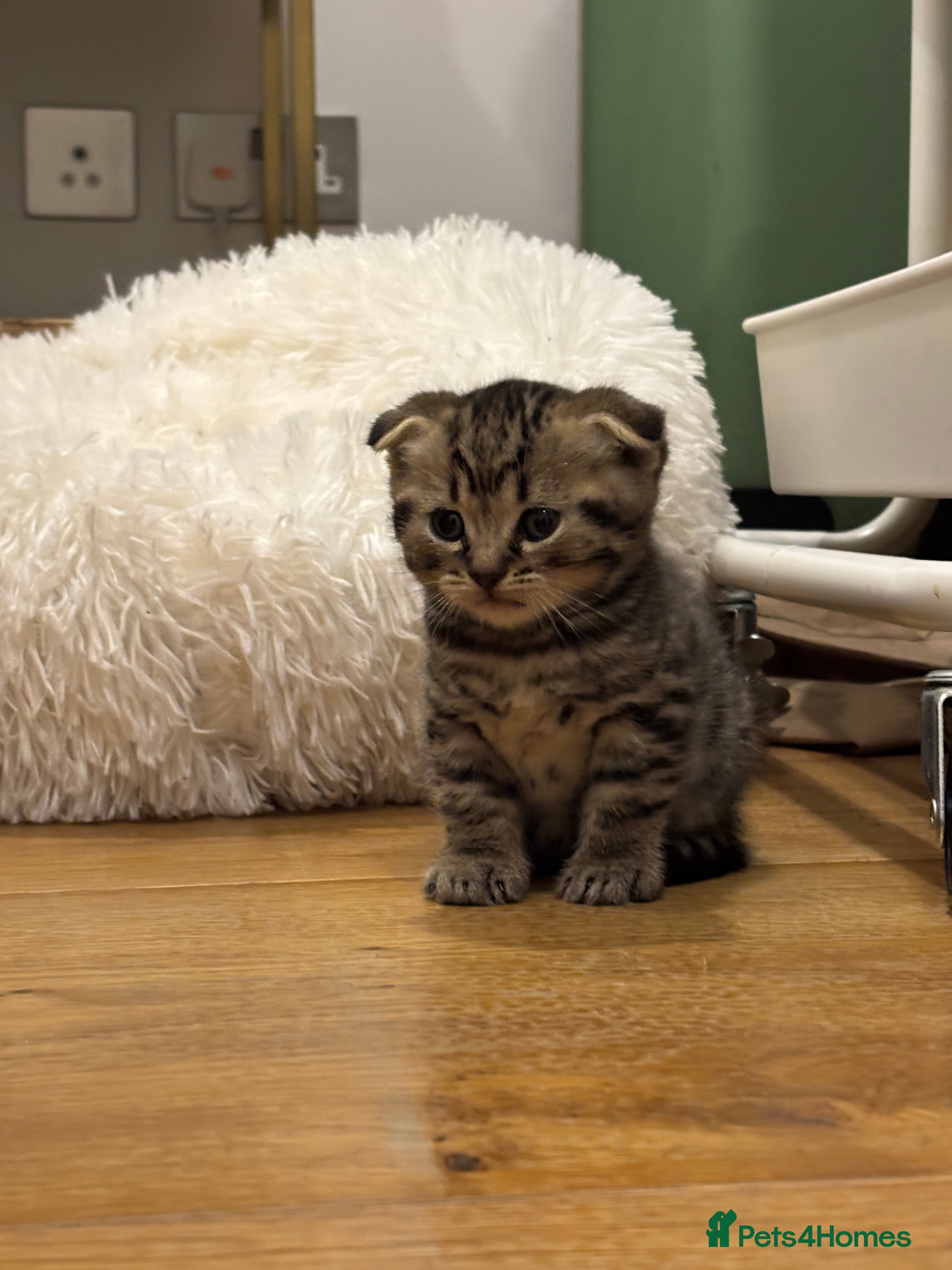 Mixed Breed cats Tabby Scottish Fold kittens - Advert 8