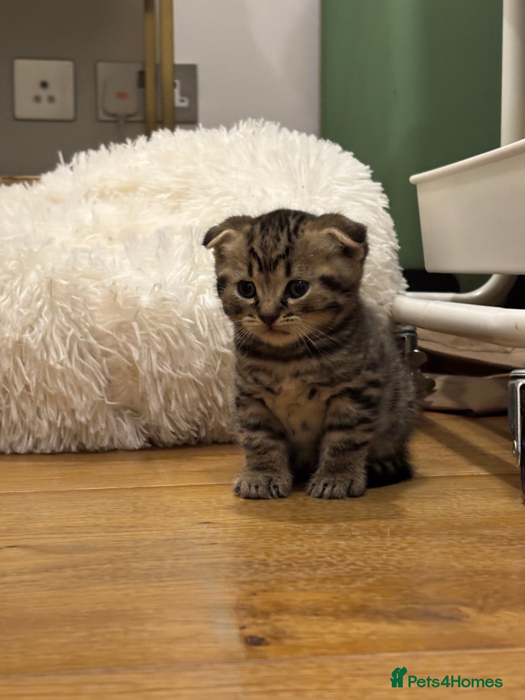 Mixed Breed cats for sale: Tabby Scottish Fold kittens - Advert 1