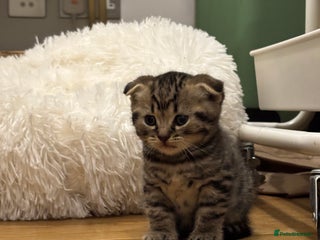 Mixed Breed cats Tabby Scottish Fold kittens - Advert 1