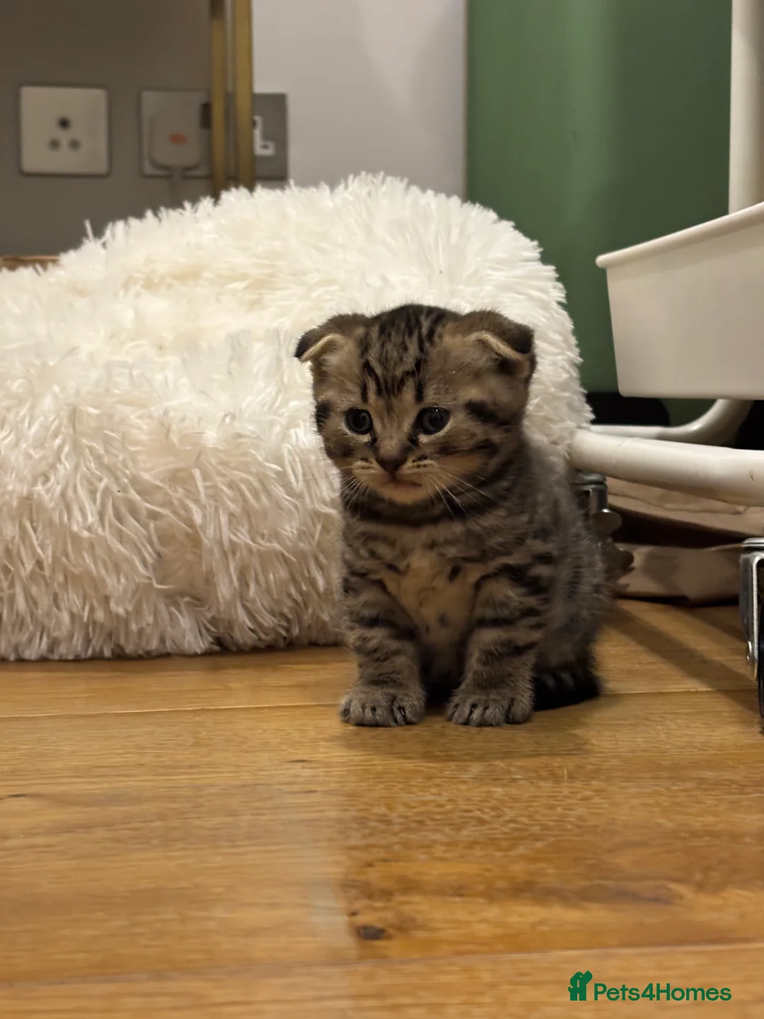 Mixed Breed cats for sale: Tabby Scottish Fold kittens - Advert 1