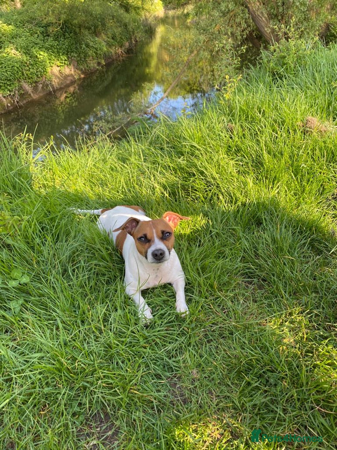 Jack Russell dogs for stud: Looking for a girlfriend  - Image 6