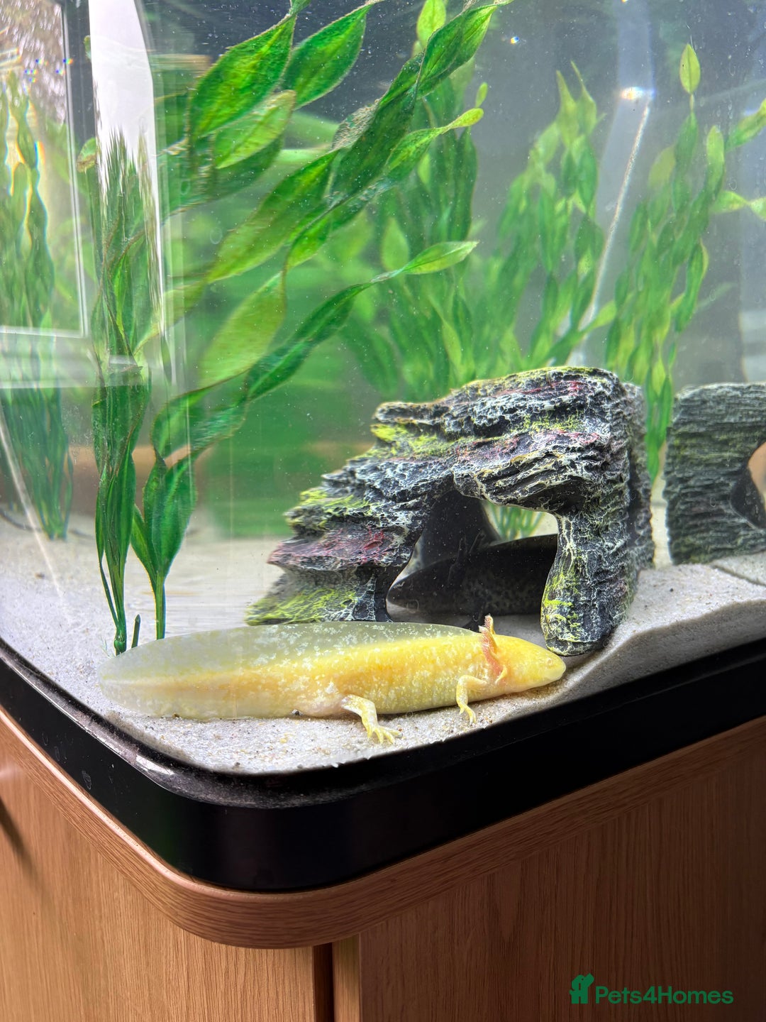 Axolotl reptiles for sale: Golden female axolotl  - Image 2