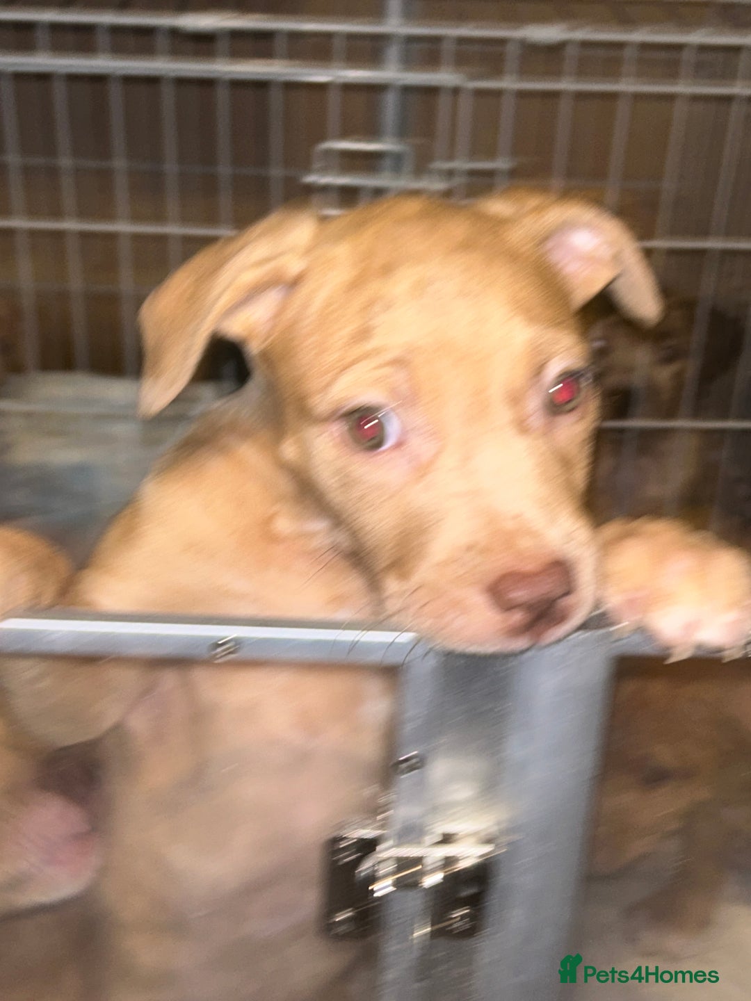 Mastiff dogs for sale: Mastiff X Puppies Looking for Forever Homes - Image 11