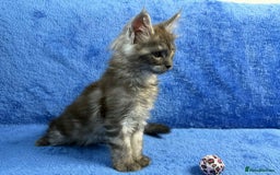 Maine Coon cats for sale: Kittens Maine Coon registered with Gccf  - Image 11