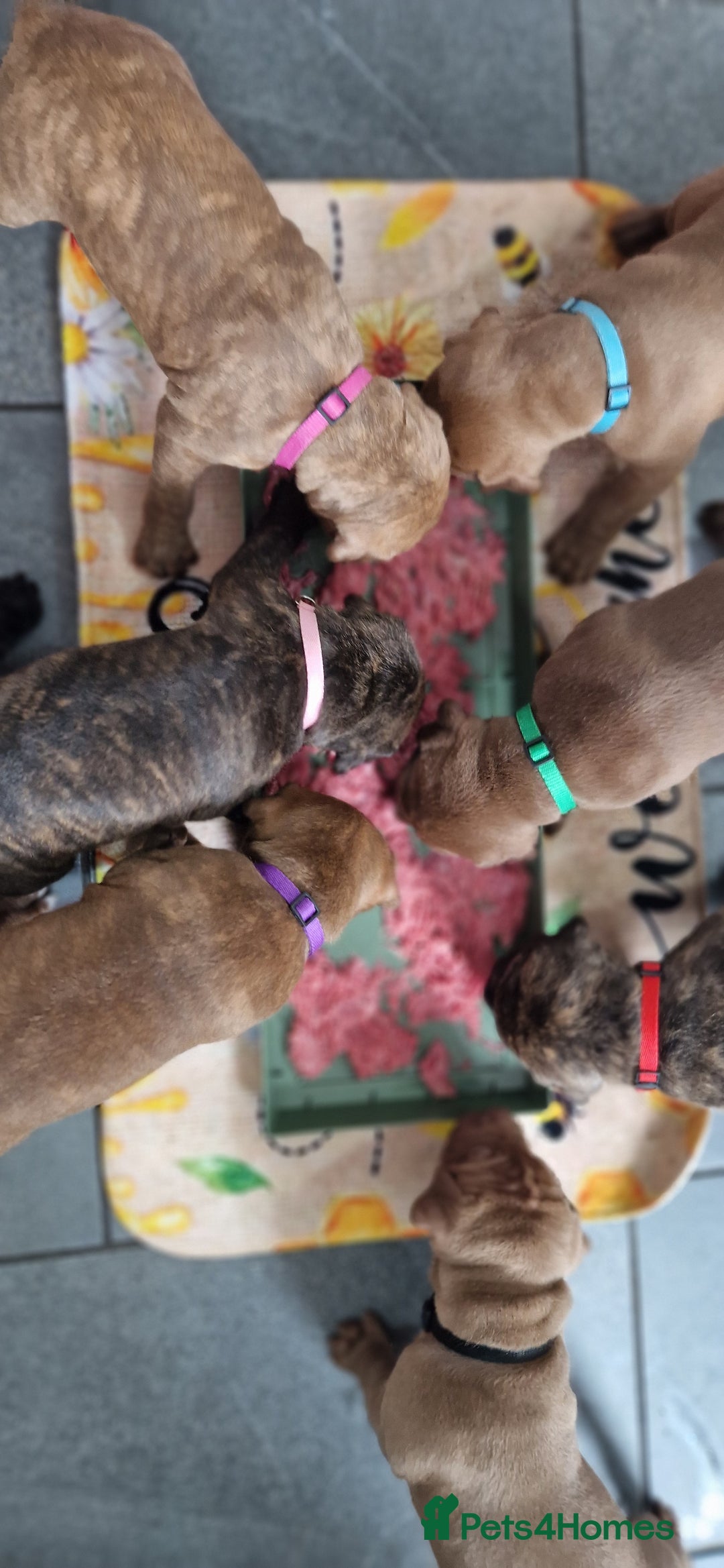 Mixed Breed dogs for sale: cane corso x mastiff pups for sale - Image 15