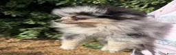 Pomeranian dogs for sale: Beautiful Pomeranian Puppies ready now!! - Advert 5
