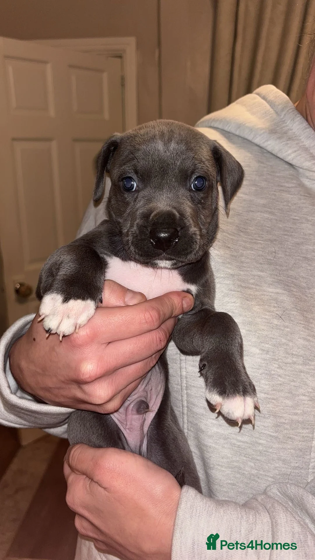 Mixed Breed dogs for sale: Stunning Cane Corso x Presa Canario Puppies  - Advert 10