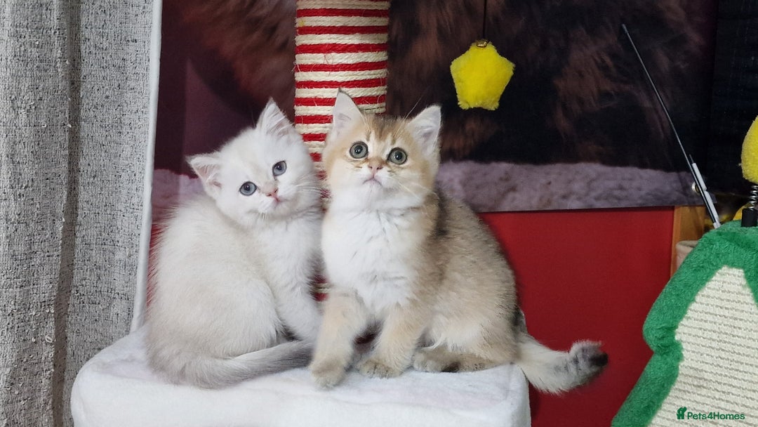 British Shorthair cats for sale: British shorthair pedigree kittens - Advert 27