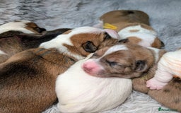 Jack Russell dogs for sale: ❤️3/4 Jack Russell babies ❤️ - Advert 3