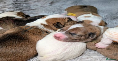 Jack Russell dogs ❤️3/4 Jack Russell babies ❤️ - Advert 3