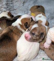Jack Russell dogs ❤️3/4 Jack Russell babies ❤️ - Advert 4