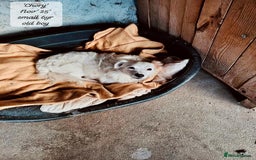 Mixed Breed dogs for adoption: Chory. Approx 6 years. **Urgent adoption**  - Advert 9