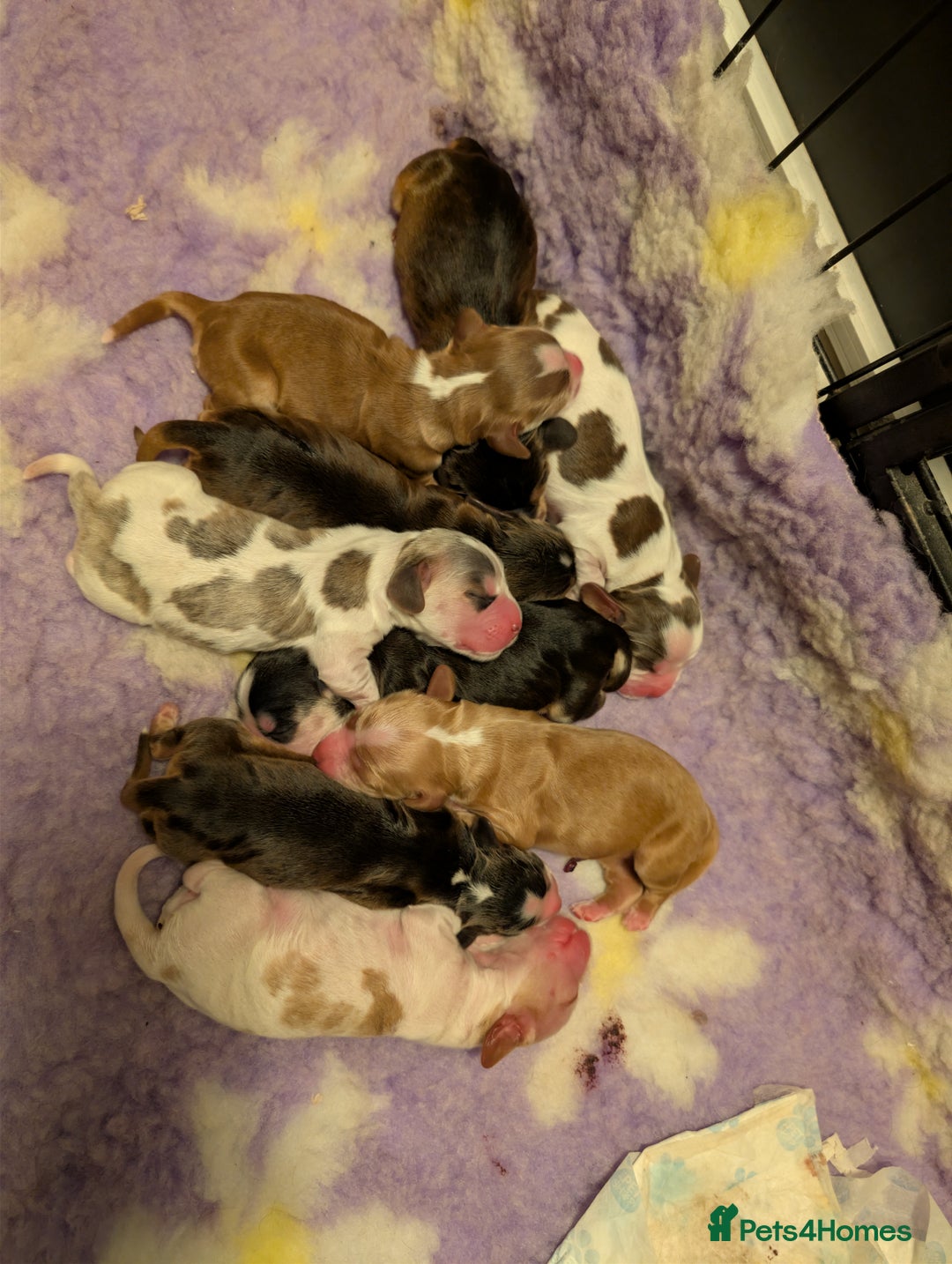 Cocker Spaniel dogs for sale: CHAMPION BLOODLINE SHOW COCKER BOY PUPPIES  - Advert 12