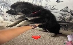 German Shepherd dogs for sale: German shepherd puppies  - Image 24