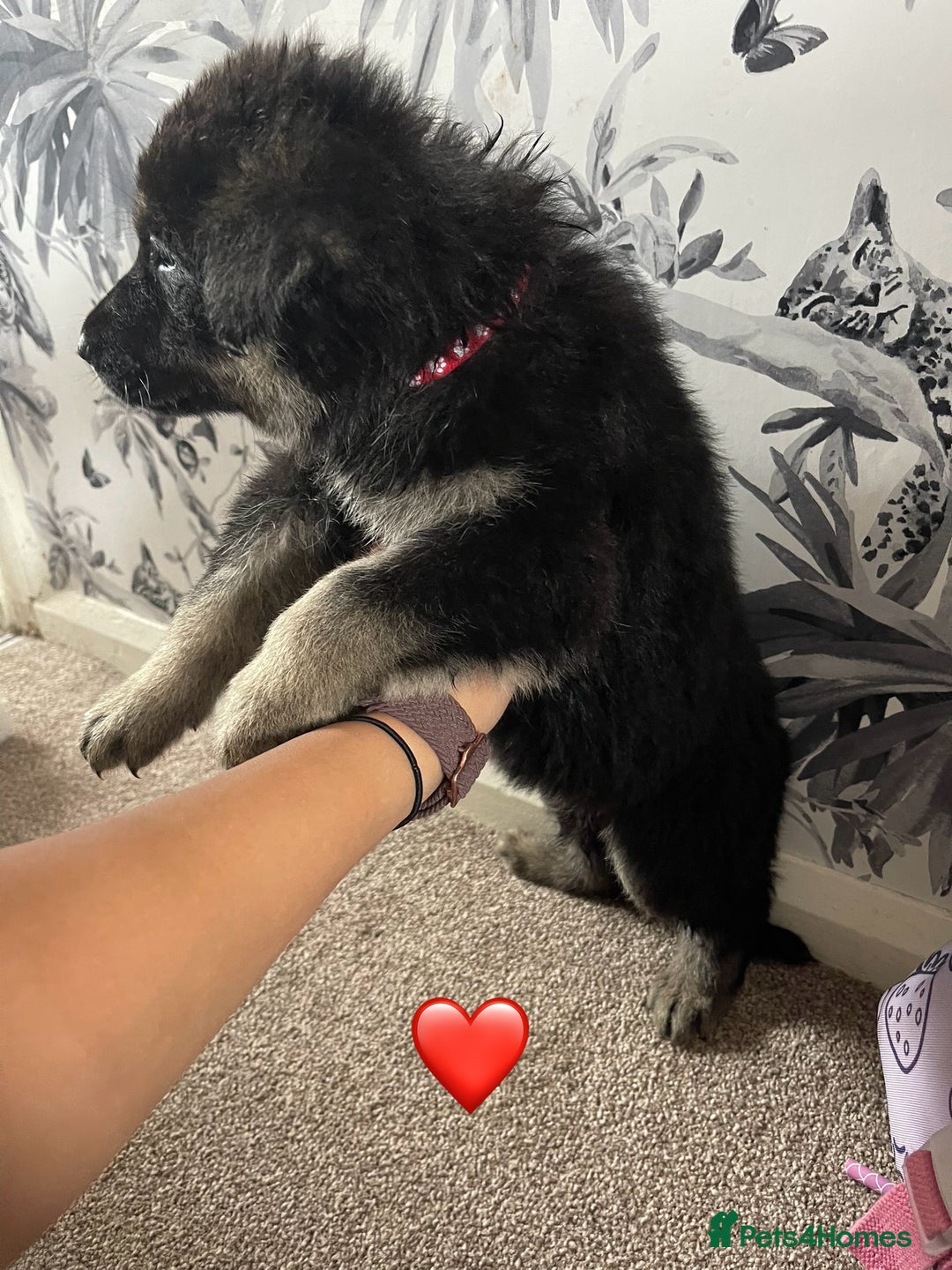 German Shepherd dogs for sale: German shepherd puppies  - Image 24