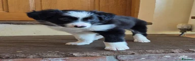 Border Collie Puppy 1