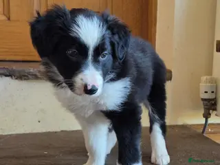 Border Collie dogs Two Beautiful Boys Available - Advert 12