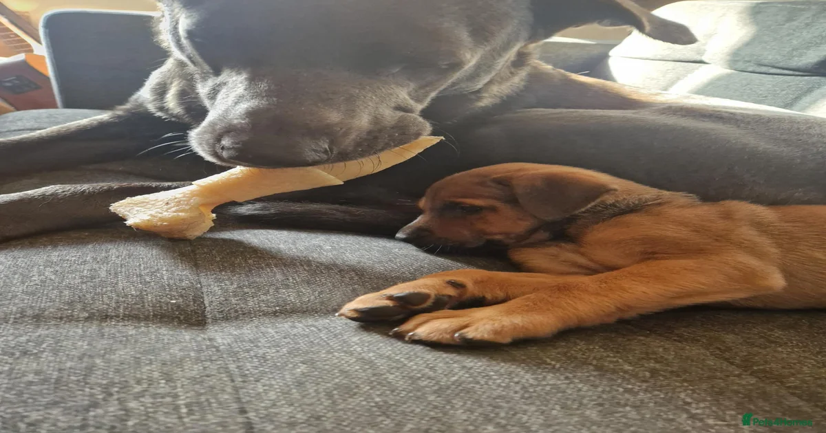 Cross german shepherd Mixed Breed Puppies for sale | Pets4Homes