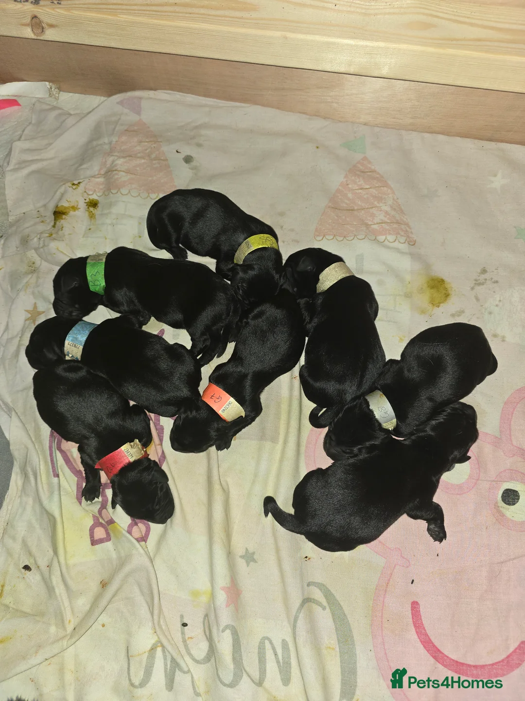 Labrador Retriever dogs for sale: 8 Beautiful black labrador puppies - Advert 1