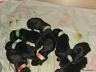 Labrador Retriever dogs 8 Beautiful black labrador puppies - Advert 2