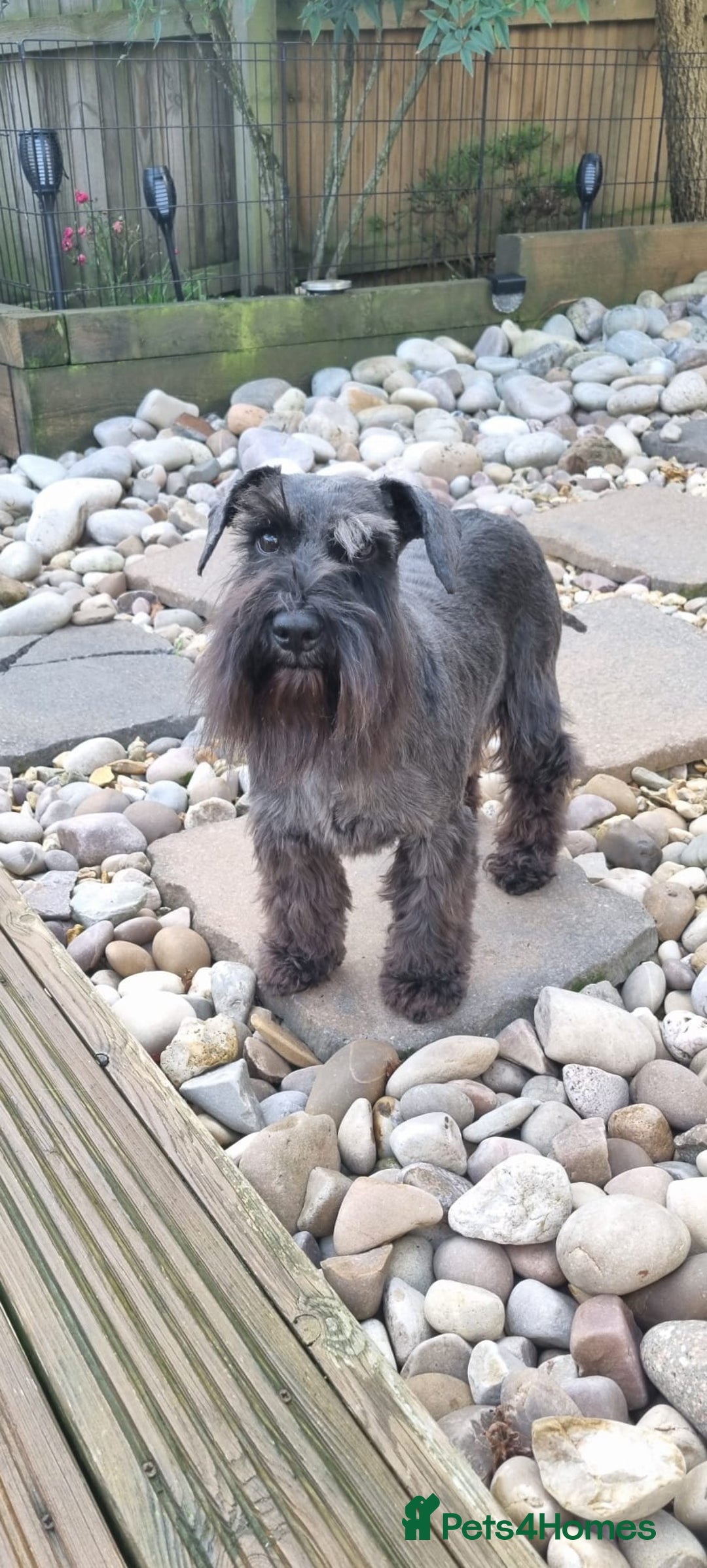 Miniature Schnauzer dogs for sale: Outstanding Miniature Schnauzer Puppies  - Advert 11