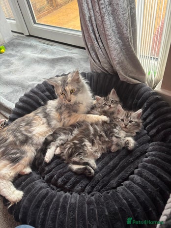 Maine Coon cats - Advert 2