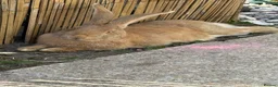 Continental Giant rabbits for sale: READY NOW.. 1 Beautiful Giant Doe left - Advert 9