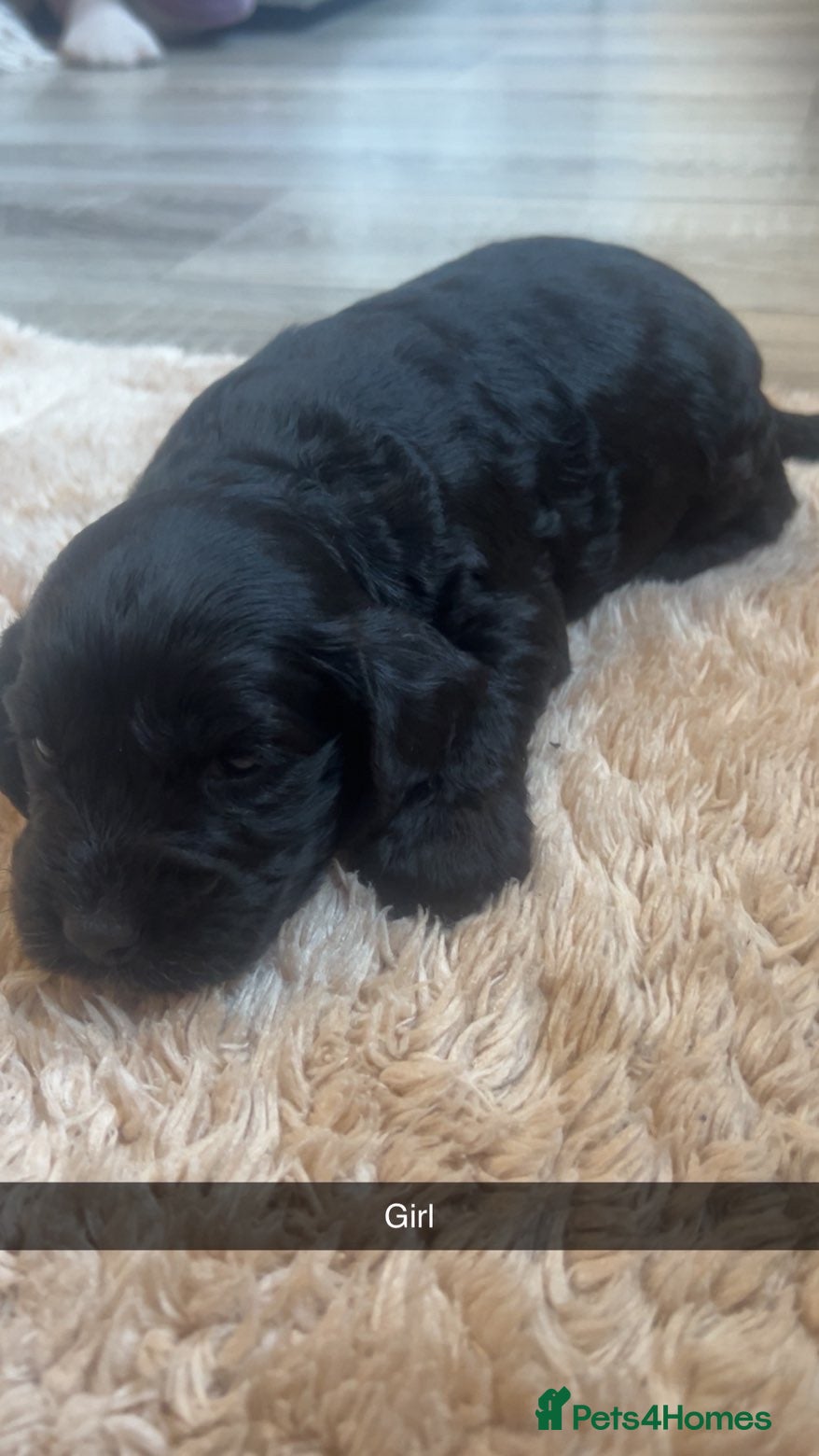 Cockapoo dogs for sale: 8 cockapoo puppys - Advert 15