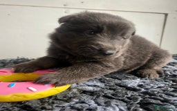 German Shepherd dogs for sale: Outstanding litter KC Reg German Shepherd puppies - Image 17