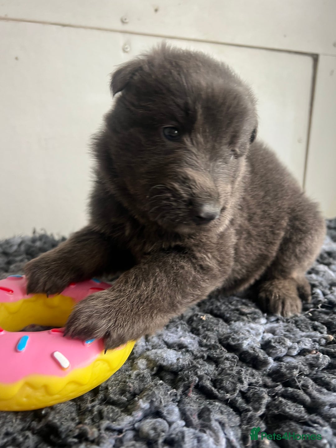German Shepherd dogs for sale: Outstanding litter KC Reg German Shepherd puppies - Image 17