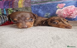 Miniature Dachshund dogs for sale: Miniature Dachshund Pups - Image 2