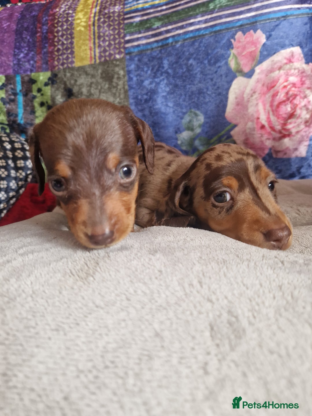 Miniature Dachshund dogs for sale: Miniature Dachshund Pups - Image 2