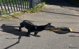 Belgian Shepherd Dog dogs for sale: Pirate  - Image 2