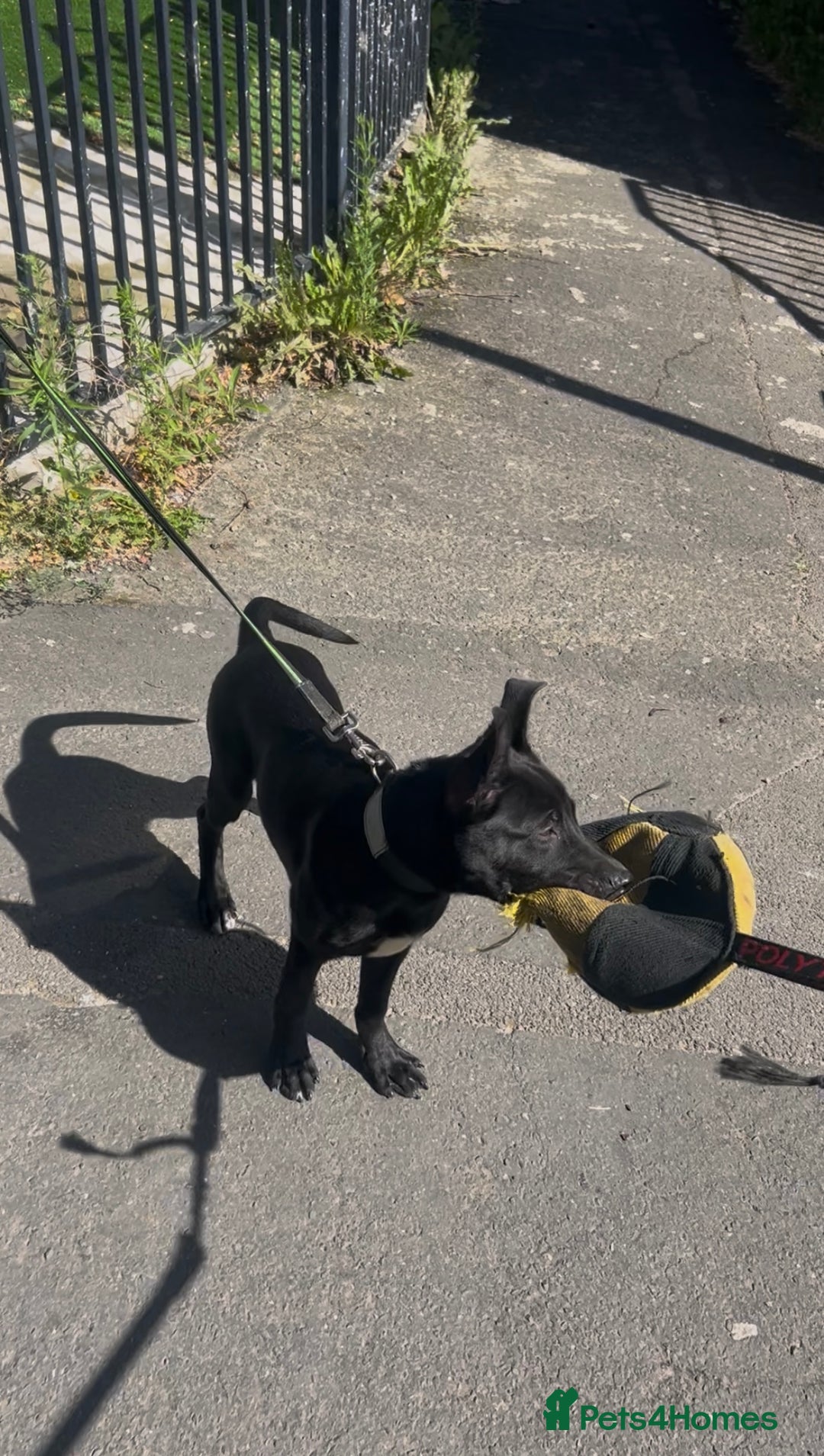Belgian Shepherd Dog dogs for sale: Pirate  - Image 2