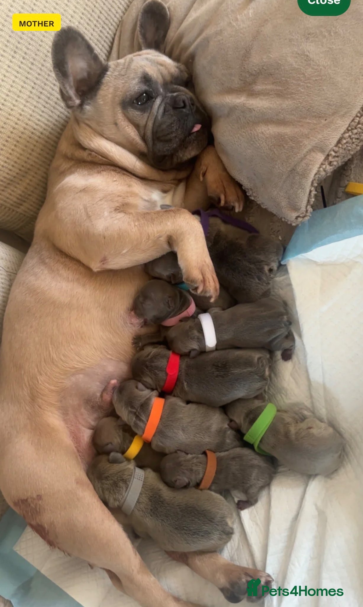 French Bulldog dogs Beautiful blue female micro French bulldog - Advert 3