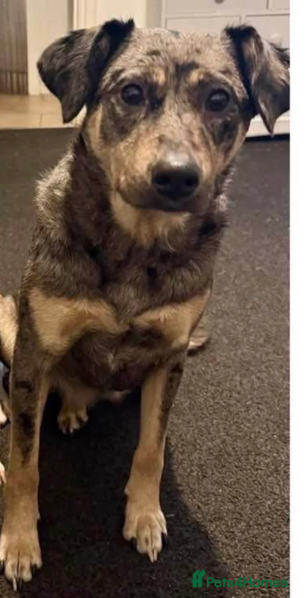 Mixed Breed dogs for sale: 9 weeks old - Advert 2