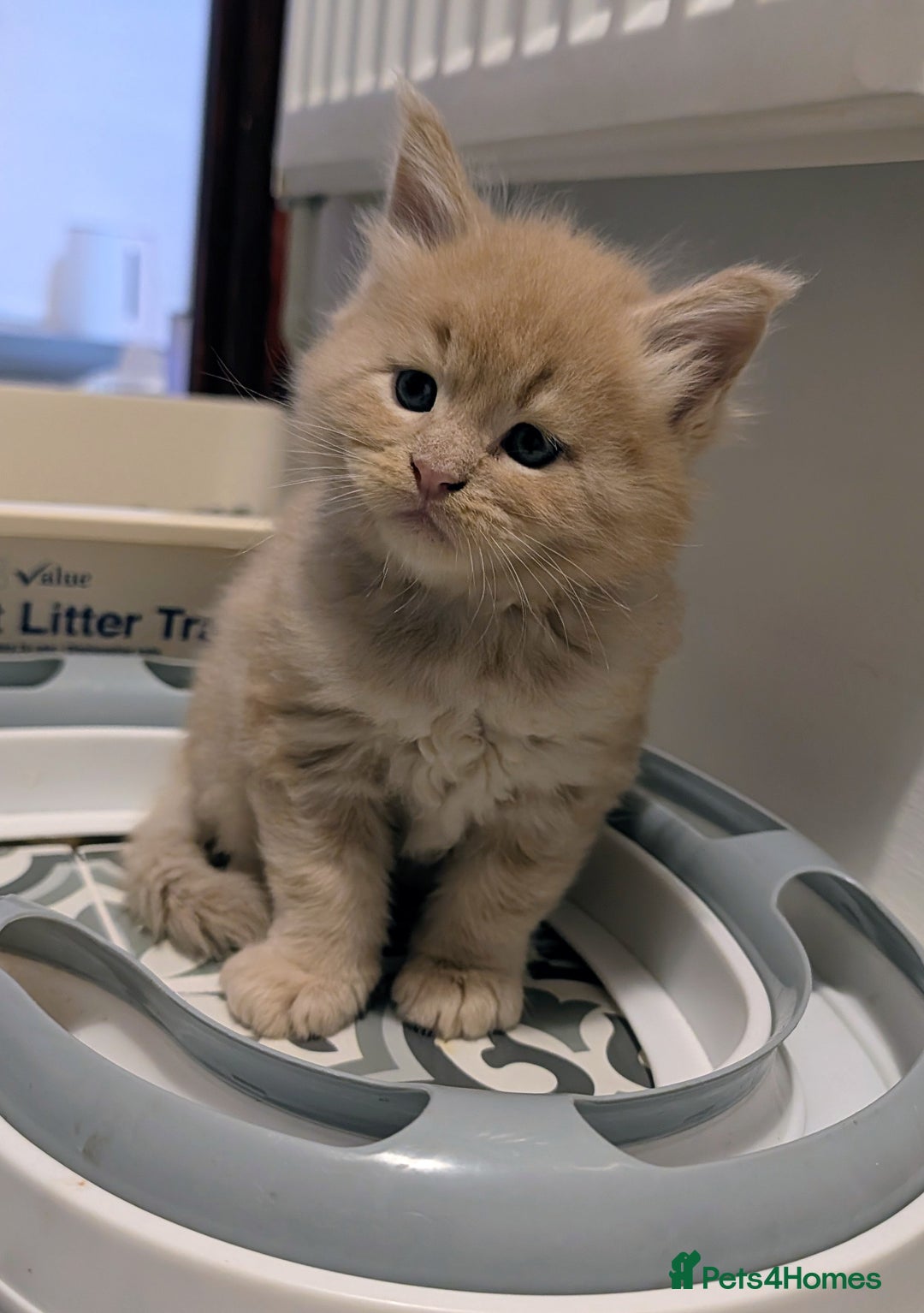 Maine Coon cats for sale: Beautiful Tica Registered Maine Coon Kittens  - Advert 27