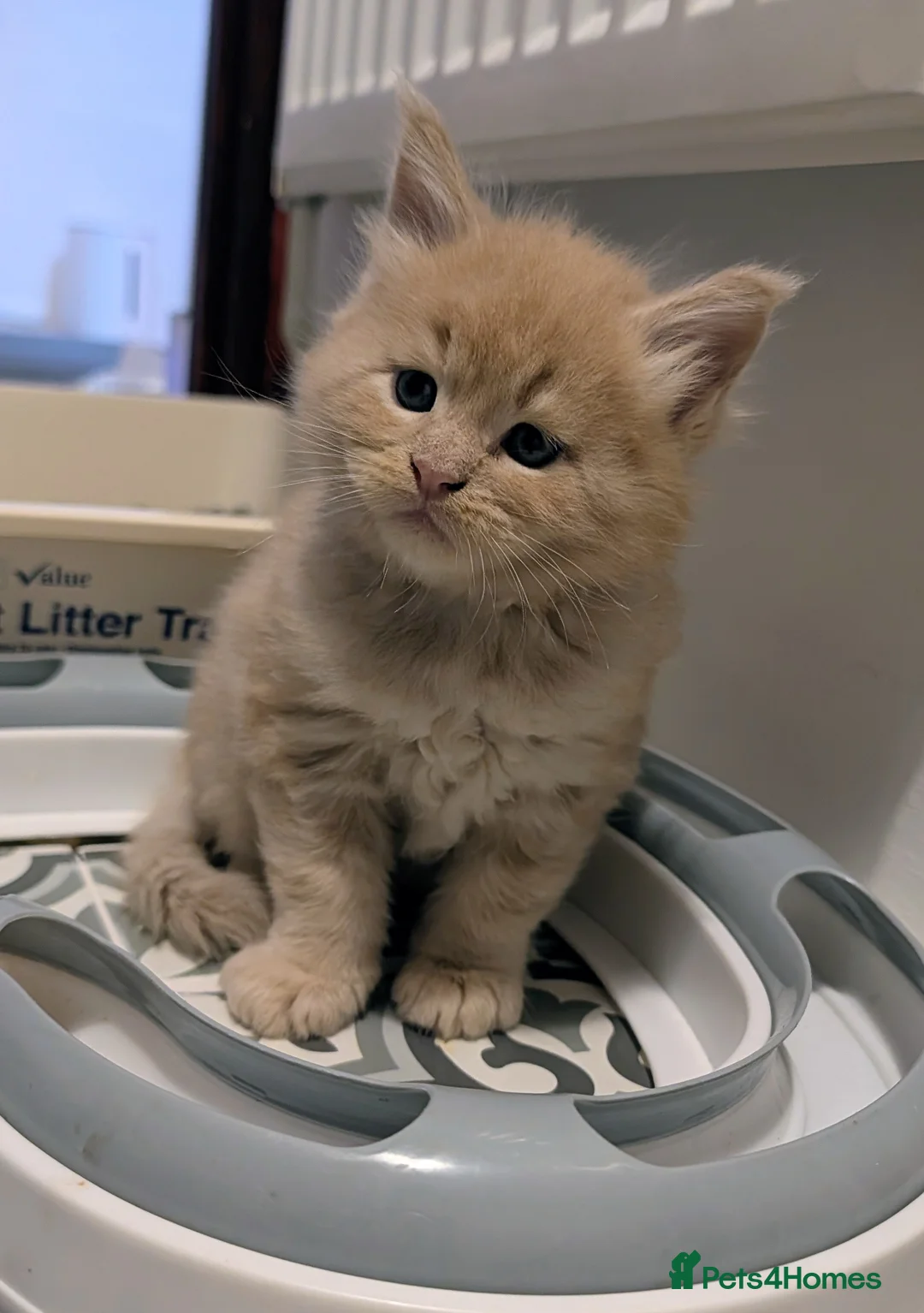 Maine Coon cats for sale: Beautiful Tica Registered Maine Coon Kittens  - Advert 31