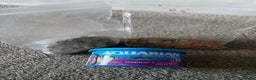 Shrimps fish for sale: Fluval fish tank set up with fish included  - Advert 8