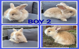 Angora rabbits for sale: 🩷  💙 Full Faced English Angora Babies  in Maidstone - Image 6