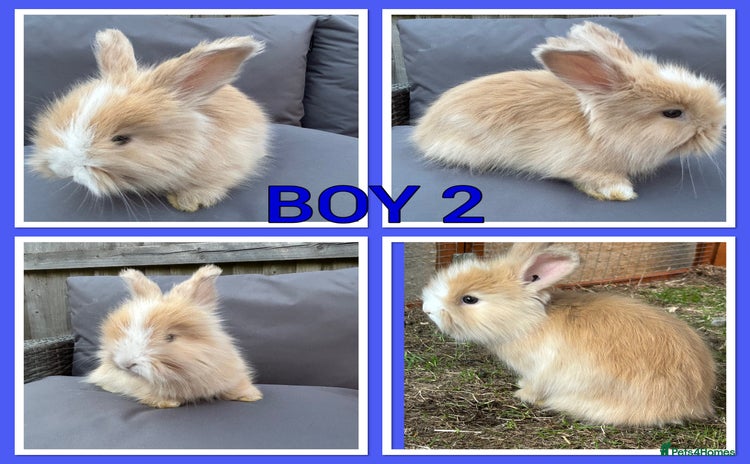 Angora rabbits in Maidstone - Advert 3
