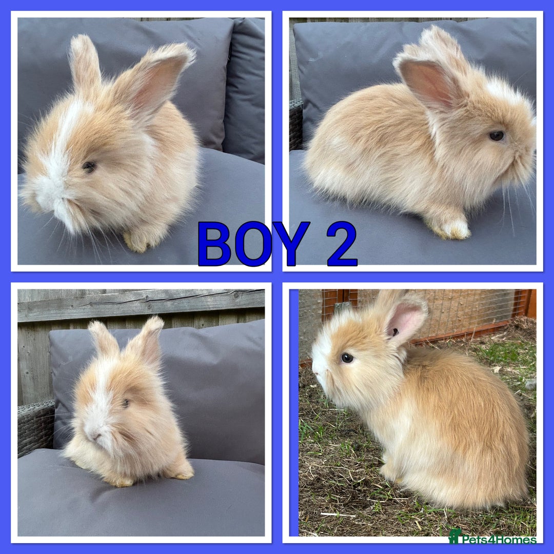 Angora rabbits for sale: 🩷  💙 Full Faced English Angora Babies  in Maidstone - Image 6