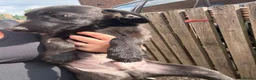 Mixed Breed dogs for sale: Bedlington whippet pups first cross READY TO GO - Advert 14