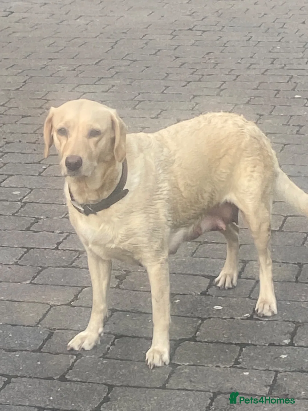 Labrador Retriever dogs for sale: STUNNING LABRADOR PUPPIES  - Advert 2