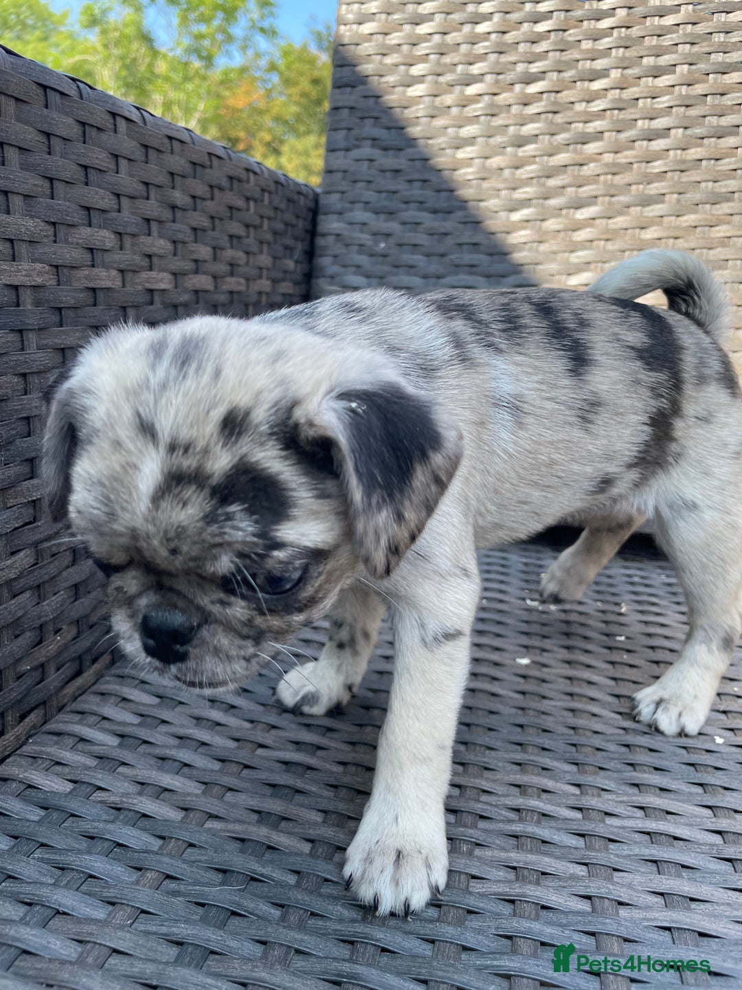 Pug dogs for sale: Pug Puppies  - Image 2